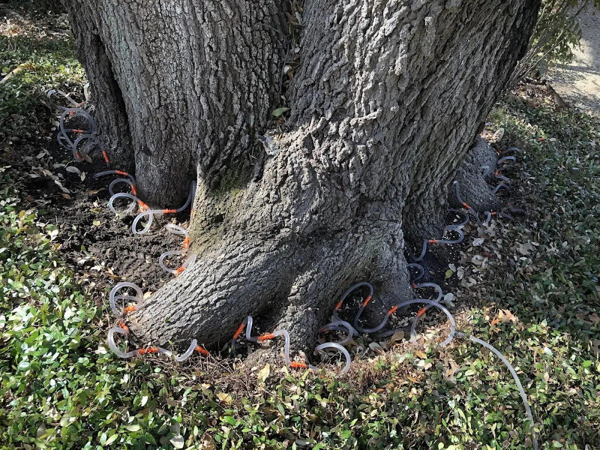 Detailed Tree Cabling and Bracing job site in Centerport